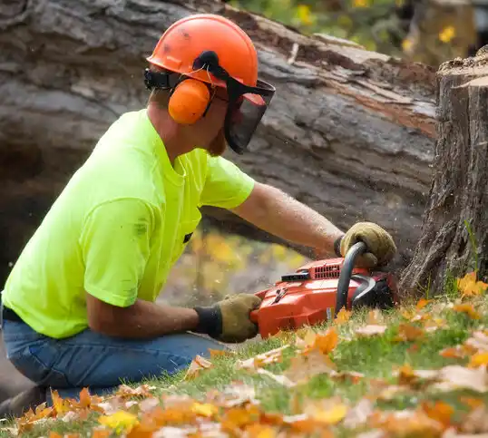 tree services Beaufort